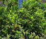 0088 Saint Florent